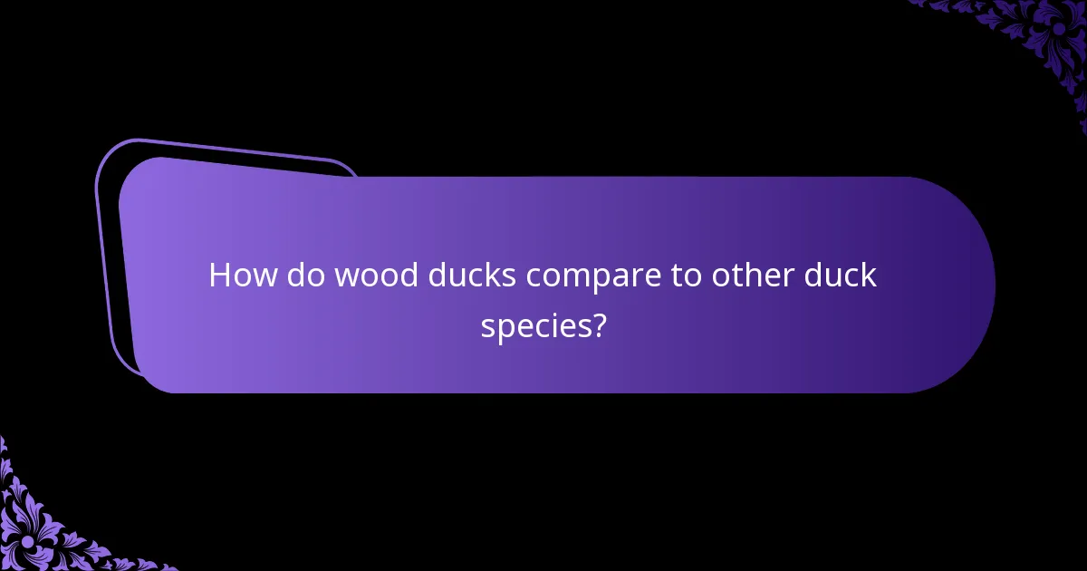 How do wood ducks compare to other duck species?