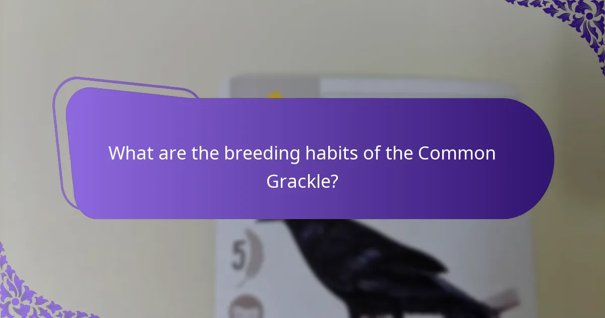 What are the breeding habits of the Common Grackle?