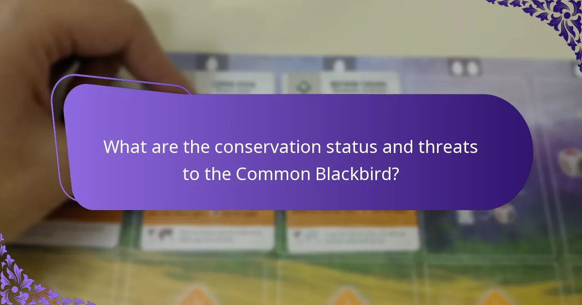 What are the conservation status and threats to the Common Blackbird?