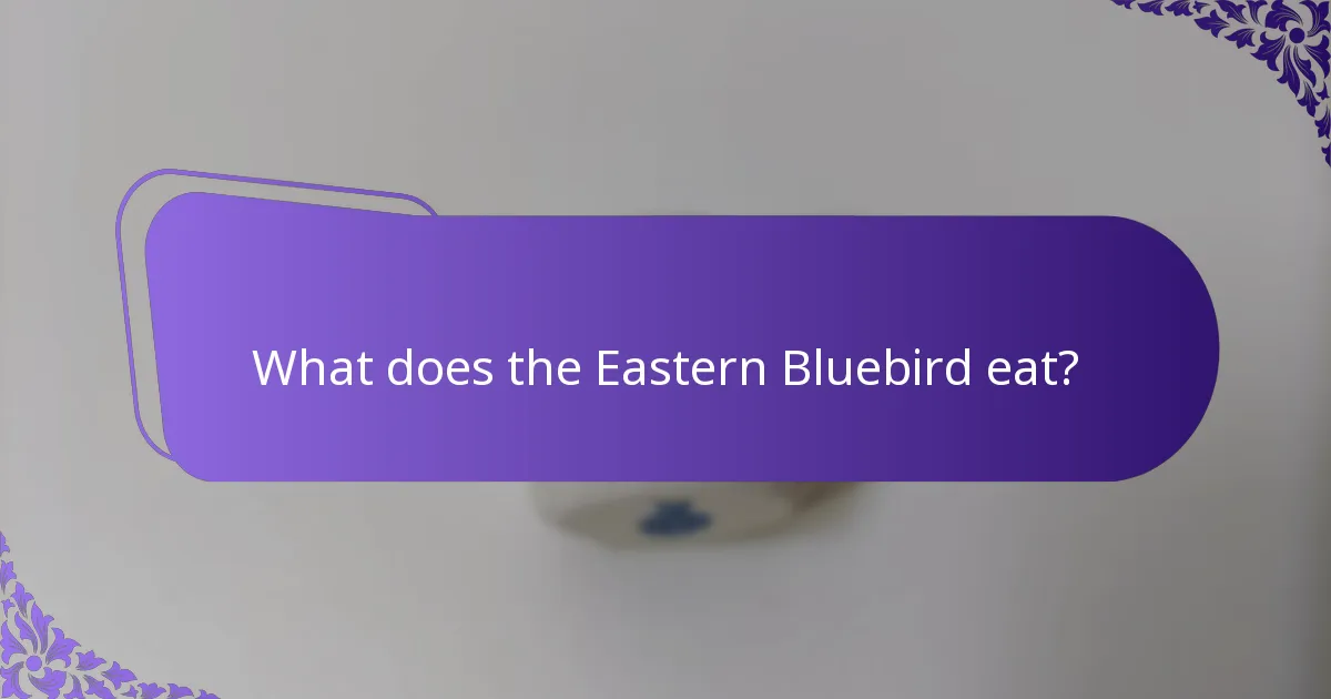 What does the Eastern Bluebird eat?