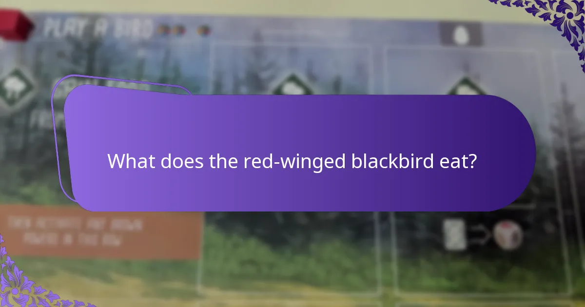 What does the red-winged blackbird eat?