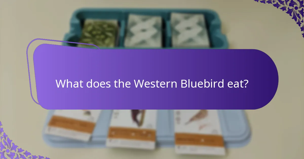 What does the Western Bluebird eat?